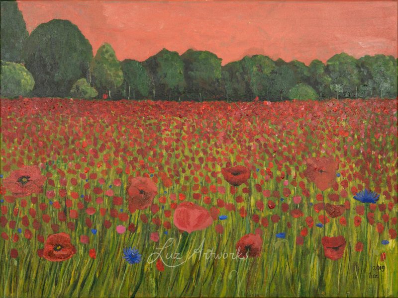 poppy and cornflower field