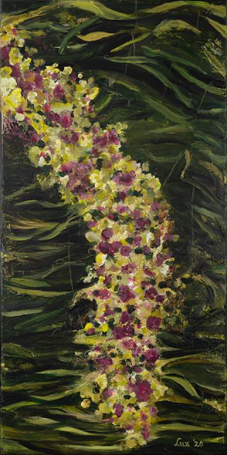 blossom dream